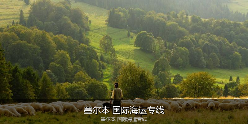 中国到澳洲海运专线服务优势与价格指南